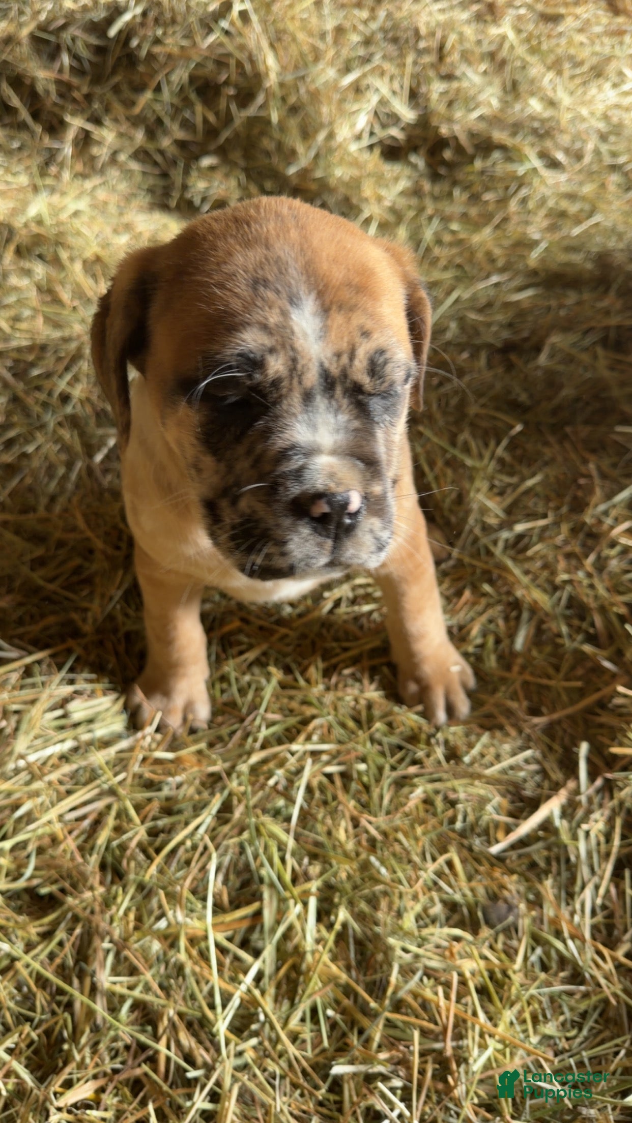 English Mastiff dogs English Mastiff Puppy 3 - Ad 1