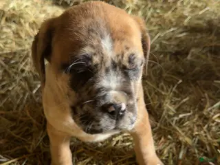 English Mastiff dogs for sale: English Mastiff Puppy 3 - Ad 3