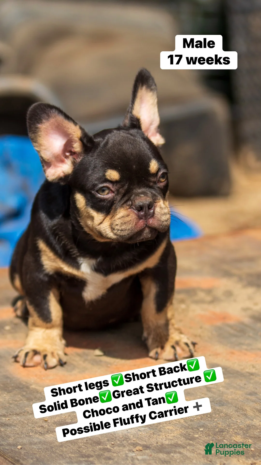 French Bulldog dogs for sale: HE  - Ad 2