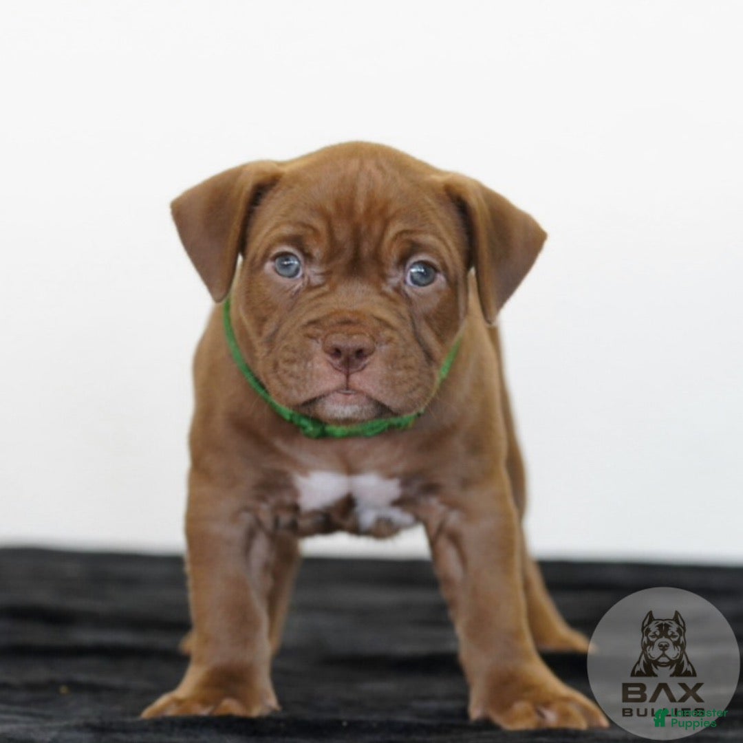 American Bully dogs for sale: American Bully 1 - Ad 1