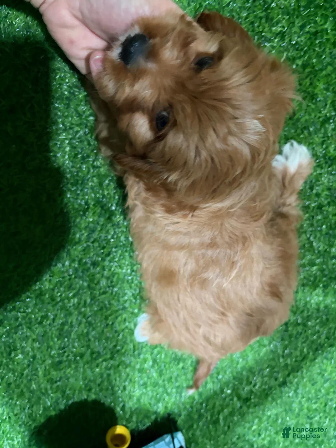 Cavapoo dogs for sale: Ulna - Ad 3