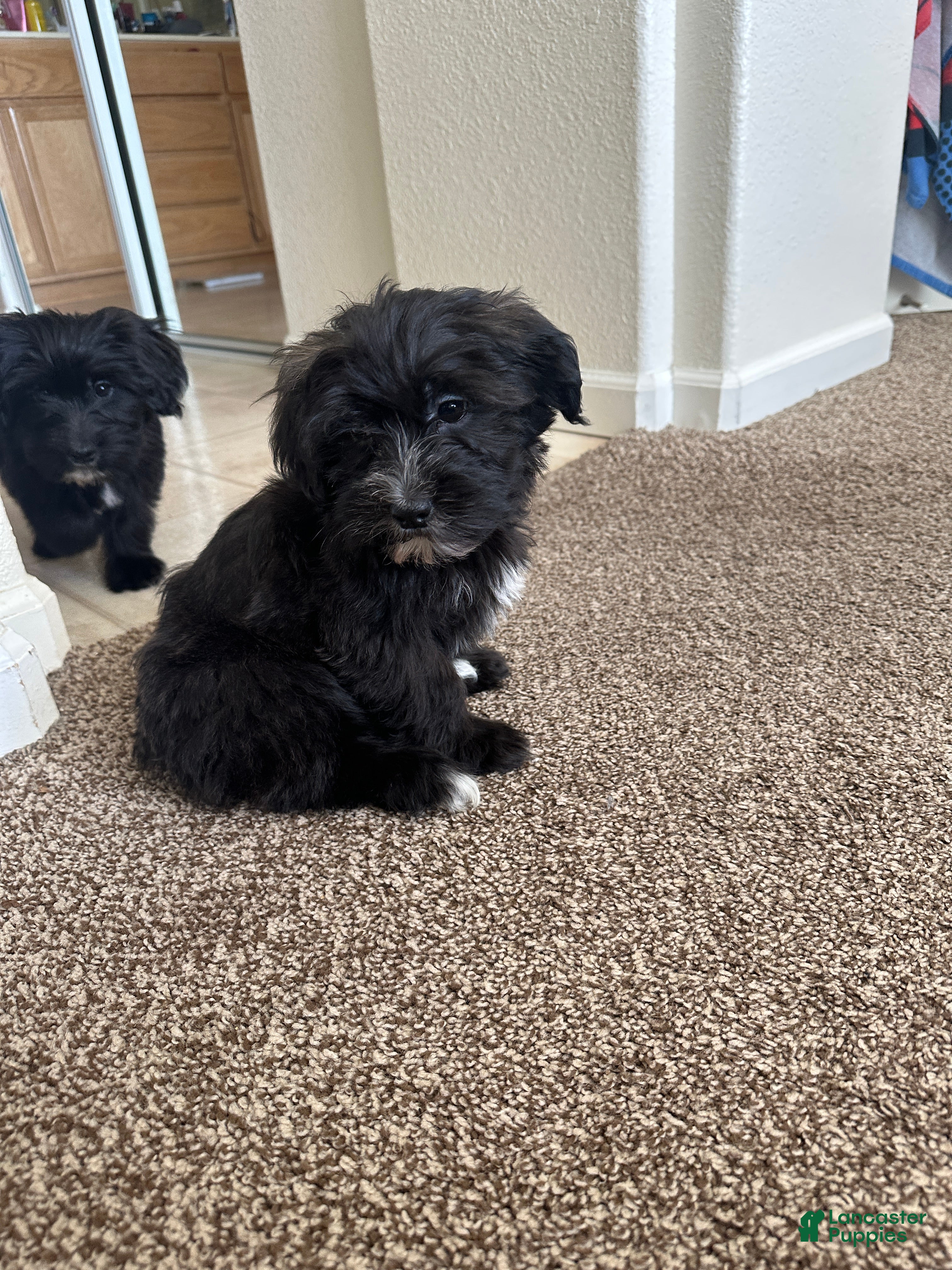 Mixed Breed dogs Mixed Breed Puppy 4 - Ad 15