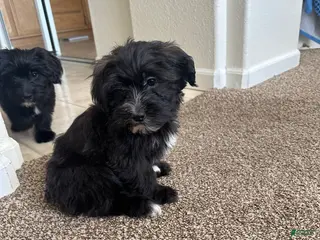 Mixed Breed dogs Mixed Breed Puppy 4 - Ad 21