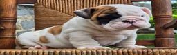 English Bulldog dogs for sale: Bowie - Ad 8