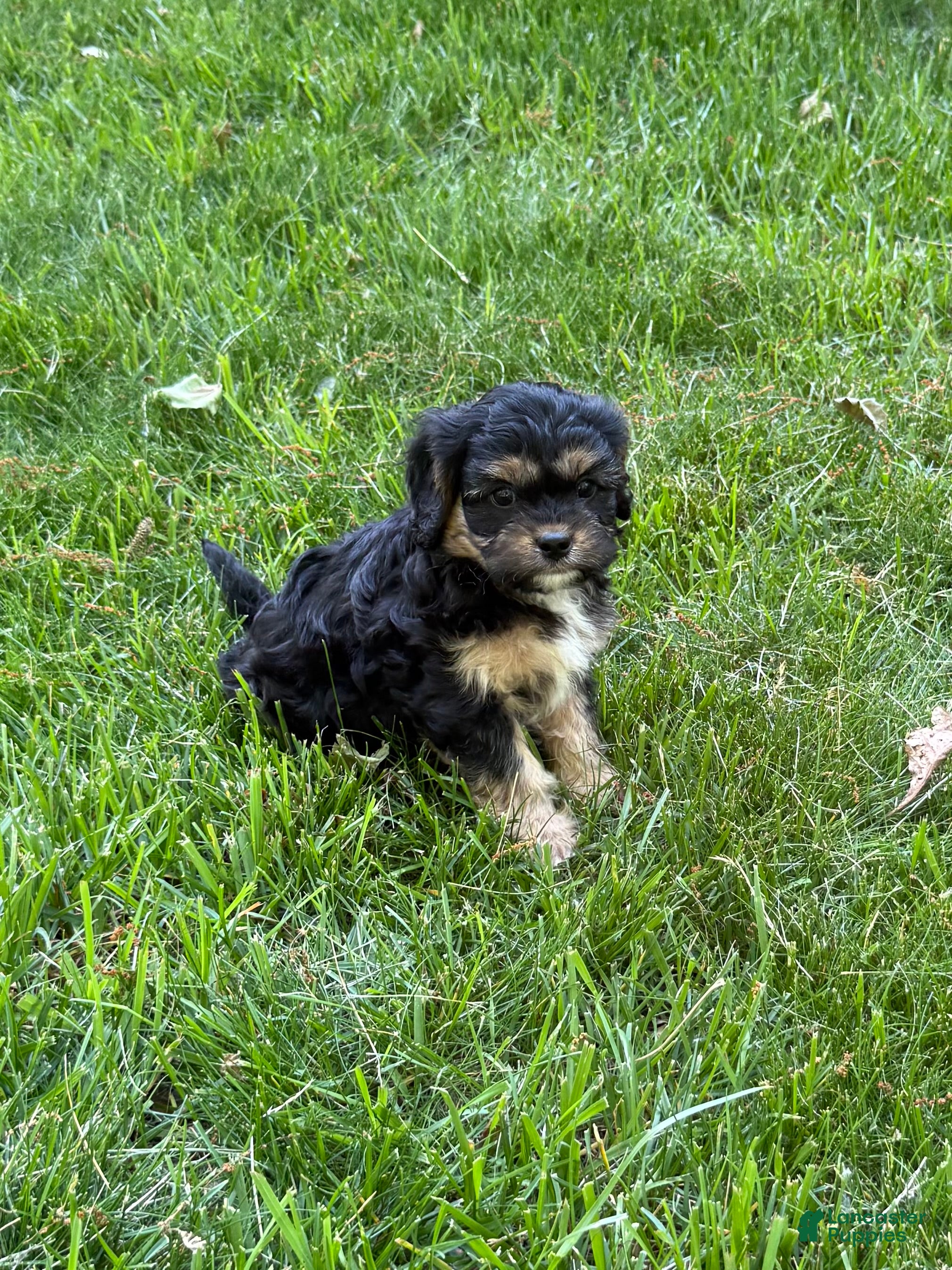 Cavapoo dogs Ace - Ad 1