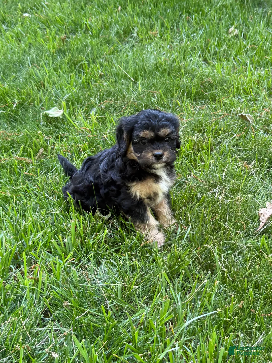 Cavapoo dogs for sale: Ace - Ad 1