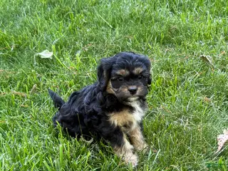 Cavapoo dogs for sale: Ace - Ad 1