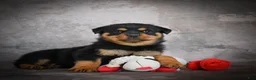 Rottweiler dogs for sale: Lilac - Ad 5