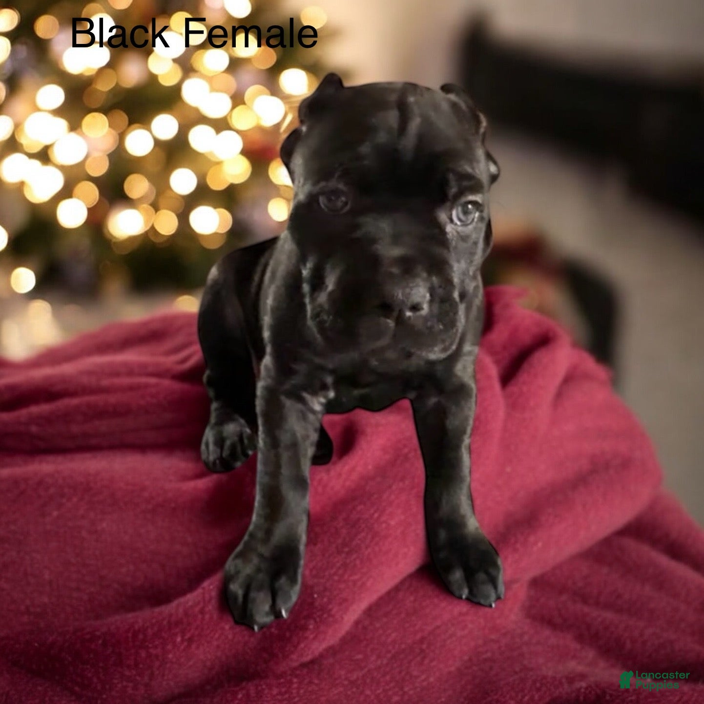 Cane Corso dogs Red - Ad 1