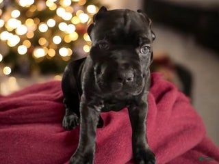 Cane Corso dogs Red - Ad 31