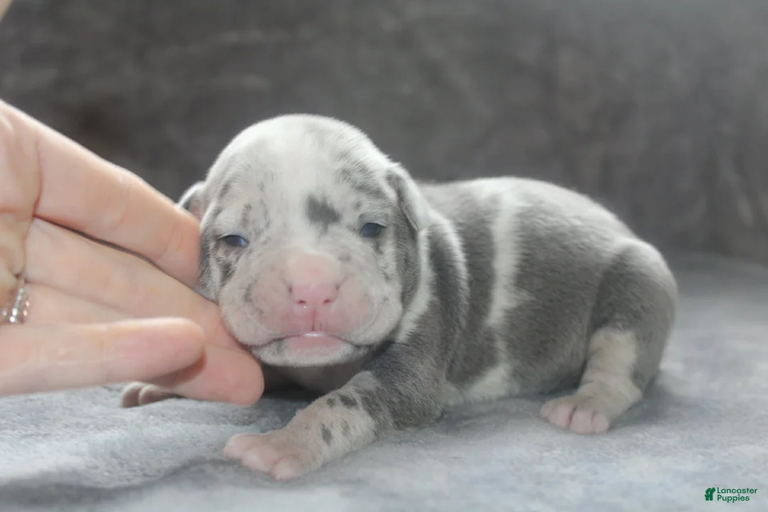 American Bully dogs for sale: Halo - Ad 2