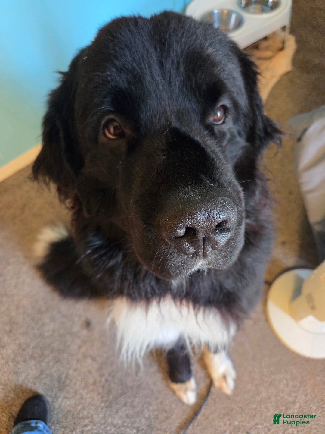 Newfoundland dogs for sale: Loki - Ad 3