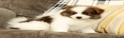 Pomeranian dogs for sale: Max - Ad 5
