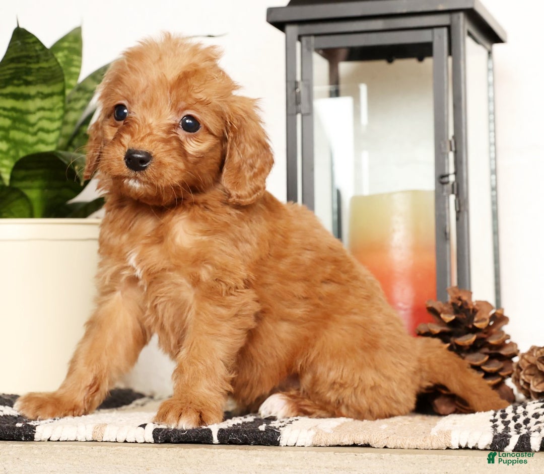 Mini Goldendoodle dogs for sale: Shelly - Ad 2