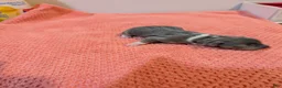 Rat Terrier dogs for sale: Annabelle - Mini Rat  - Ad 3