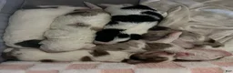 Mixed Breed dogs for sale: Mixed Breed 1 - Ad 6