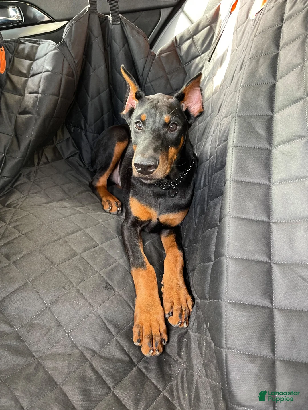 Doberman Pinscher dogs for sale: Zeus - Ad 1