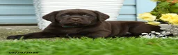 Labrador Retriever dogs for sale: Chuck - Ad 2