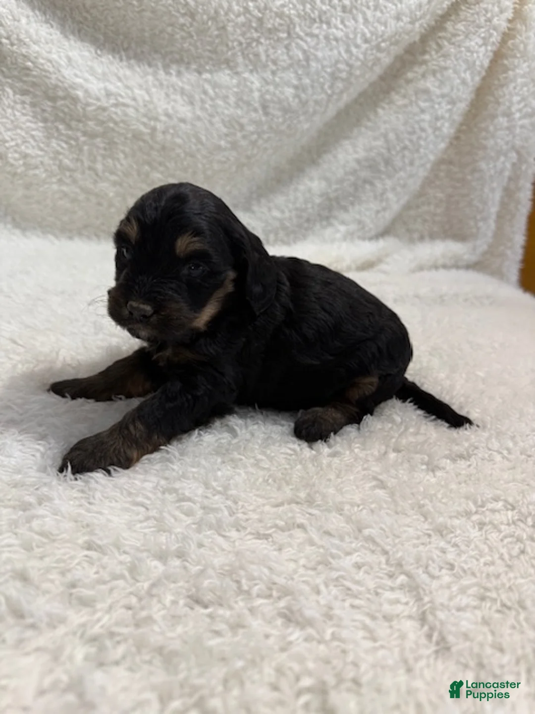Cavapoo dogs for sale: Cavapoo Puppy 7 - Ad 4