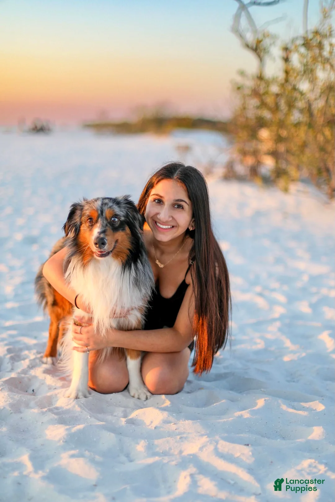 Australian Shepherd dogs for stud: Tuff Ol'son - Ad 6