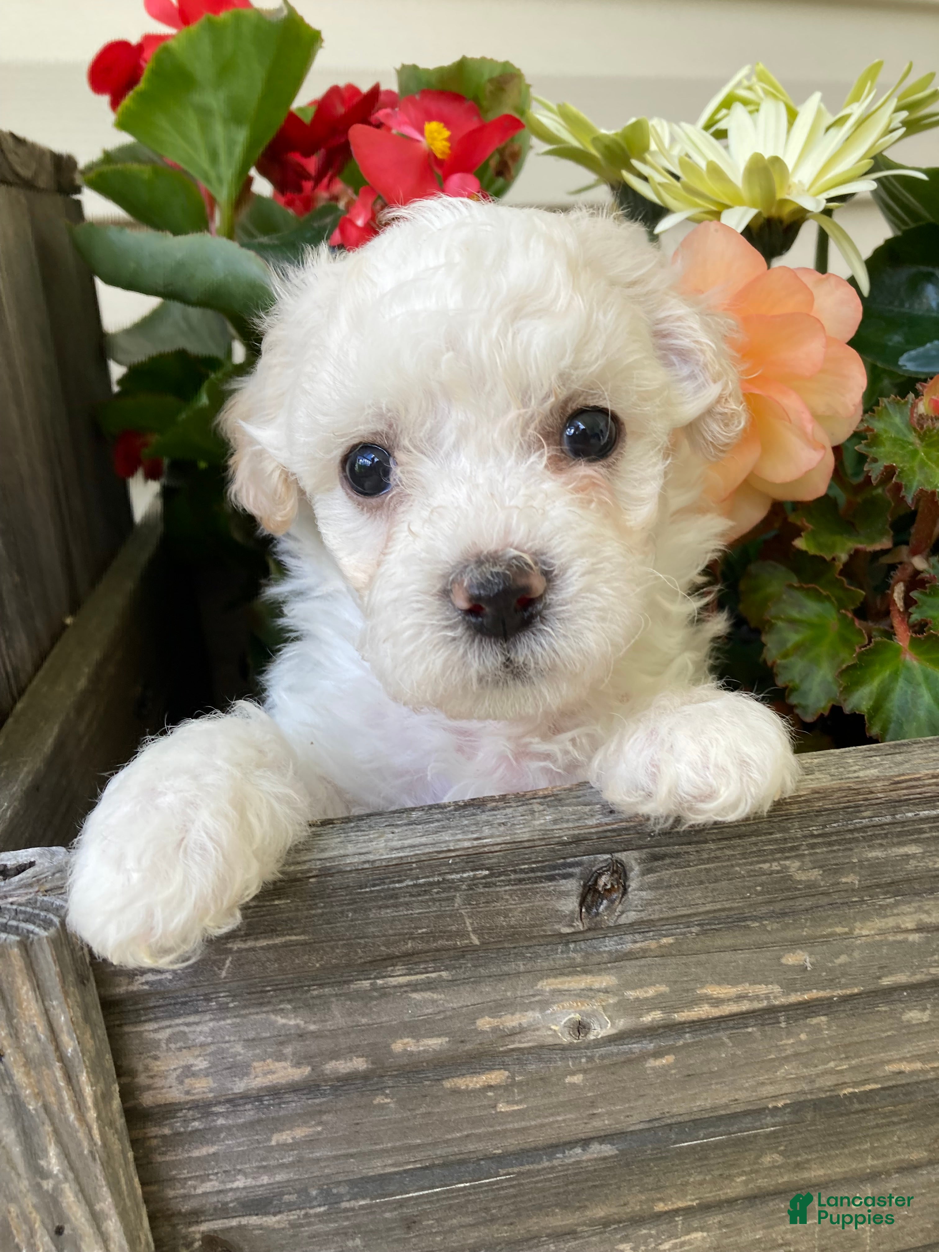 Mixed Breed dogs Koda - Ad 1