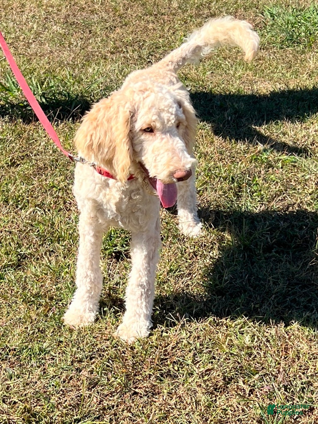 Labradoodle dogs for sale: Waffles - Ad 4