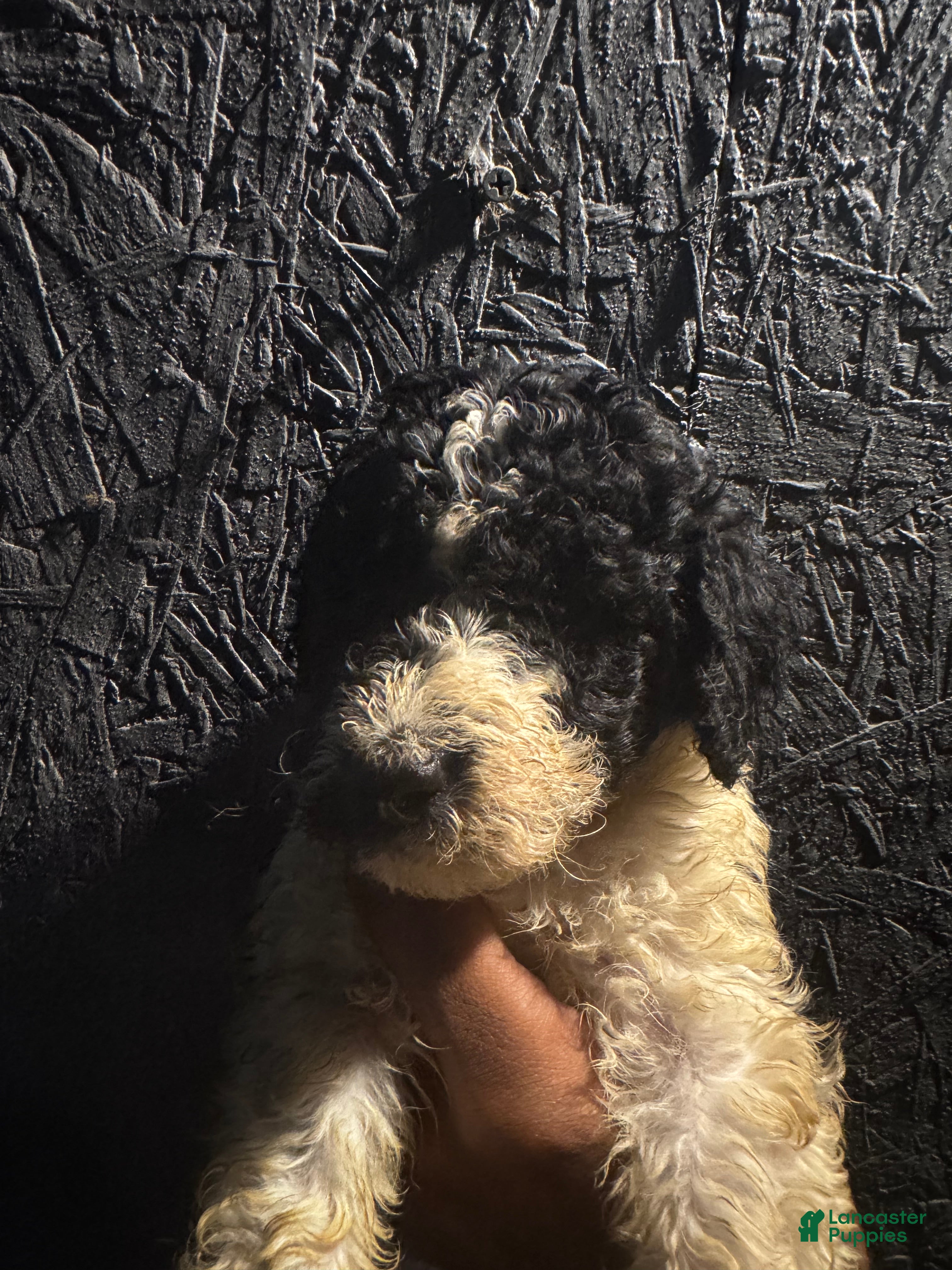 Bernedoodle dogs Bernedoodle 4 - Ad 40