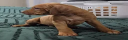 Rhodesian Ridgeback dogs for sale: Lindsey - Ad 1