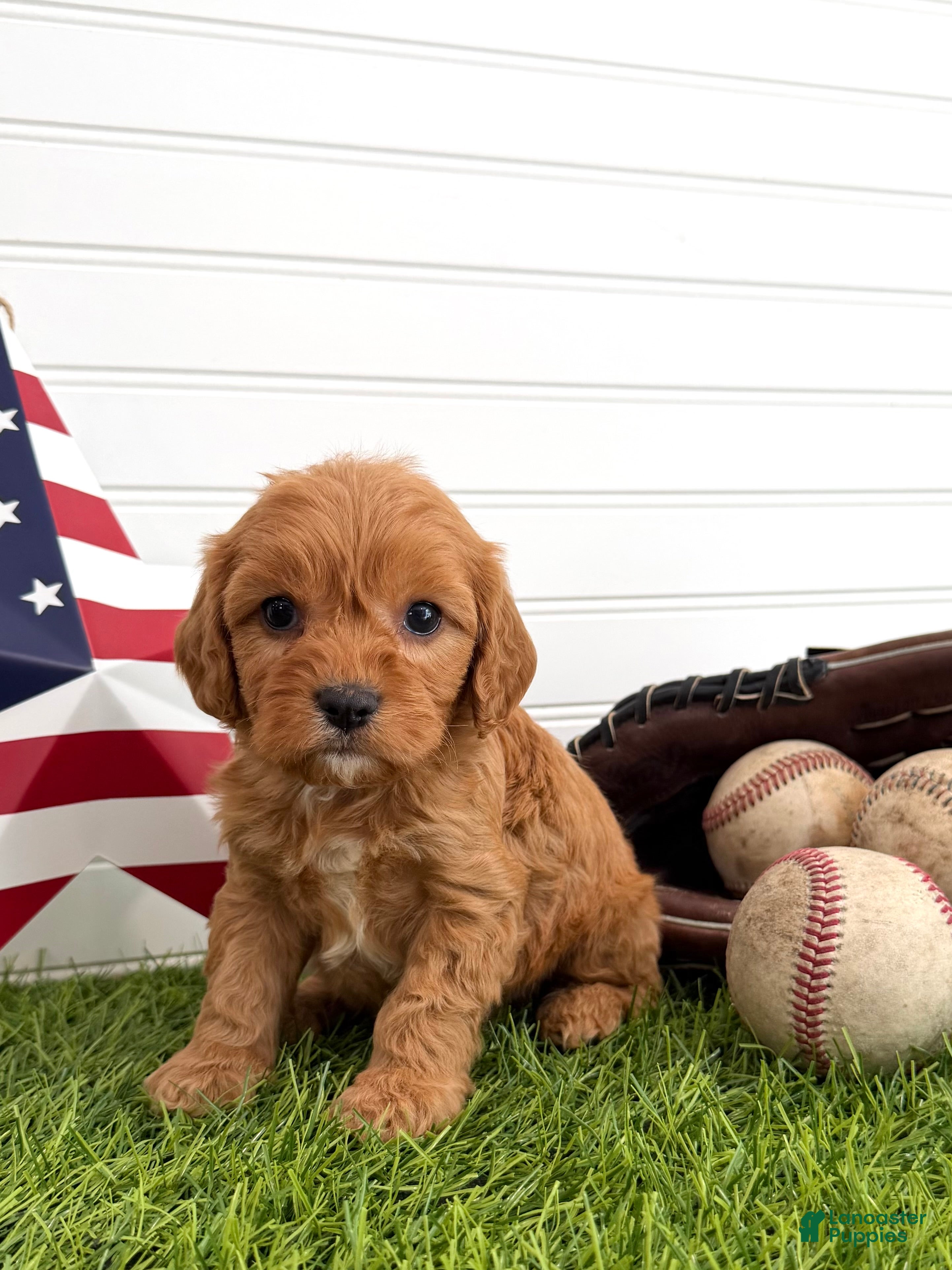 Cavapoo dogs Firecracker - Ad 2