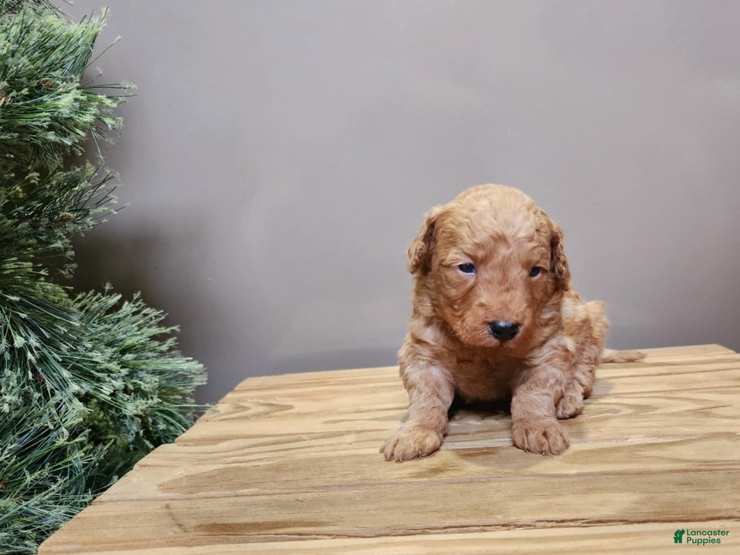 Mini Goldendoodle dogs for sale: Houston - Ad 9