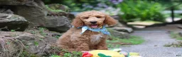 Standard Poodle dogs for sale: Leo - Ad 11