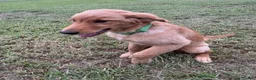 Golden Retriever dogs for sale: Charlie - Ad 3