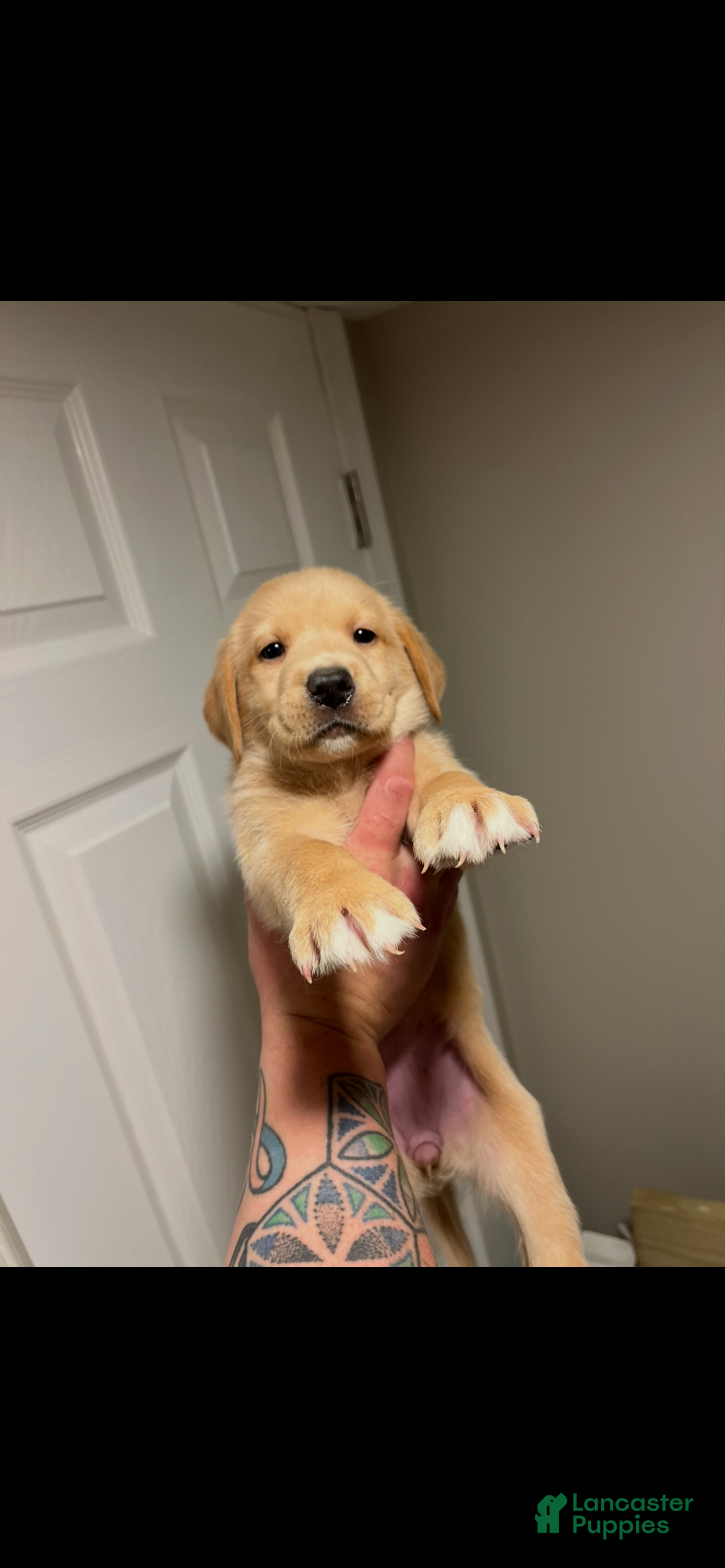 Labrador Retriever dogs Bola - Ad 30