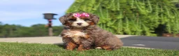 Mini Bernedoodle dogs for sale: Popcorn - Ad 3