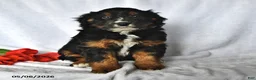 Mixed Breed dogs for sale: Brady - Ad 4