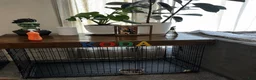 Labradoodle dogs for sale: Bruno - Ad 20