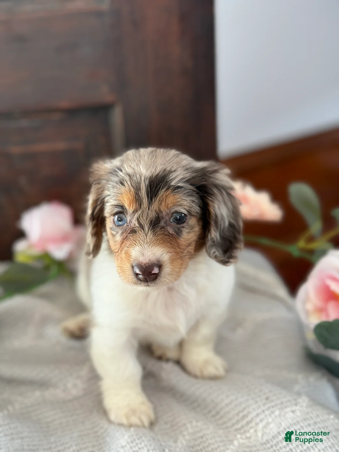 Miniature Dachshund dogs for sale: Mable - Ad 4