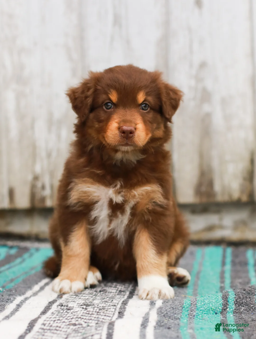 Australian Shepherd dogs for sale: Toffee - Ad 2