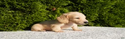 Miniature Dachshund dogs for sale: Theo - Ad 4
