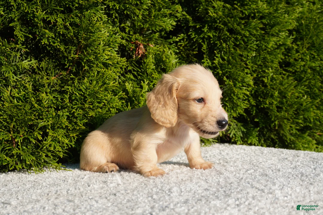 Miniature Dachshund dogs for sale: Theo - Ad 4