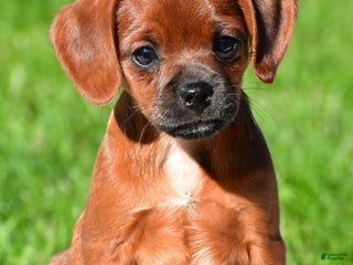 Mixed Breed dogs - Ad 15