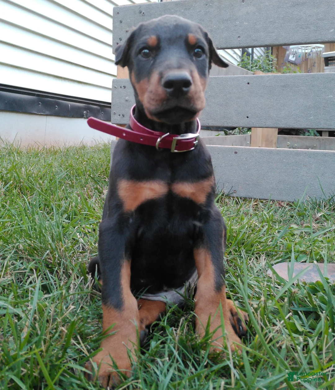 Doberman Pinscher dogs for sale: Doberman Pinscher 1 - Ad 2