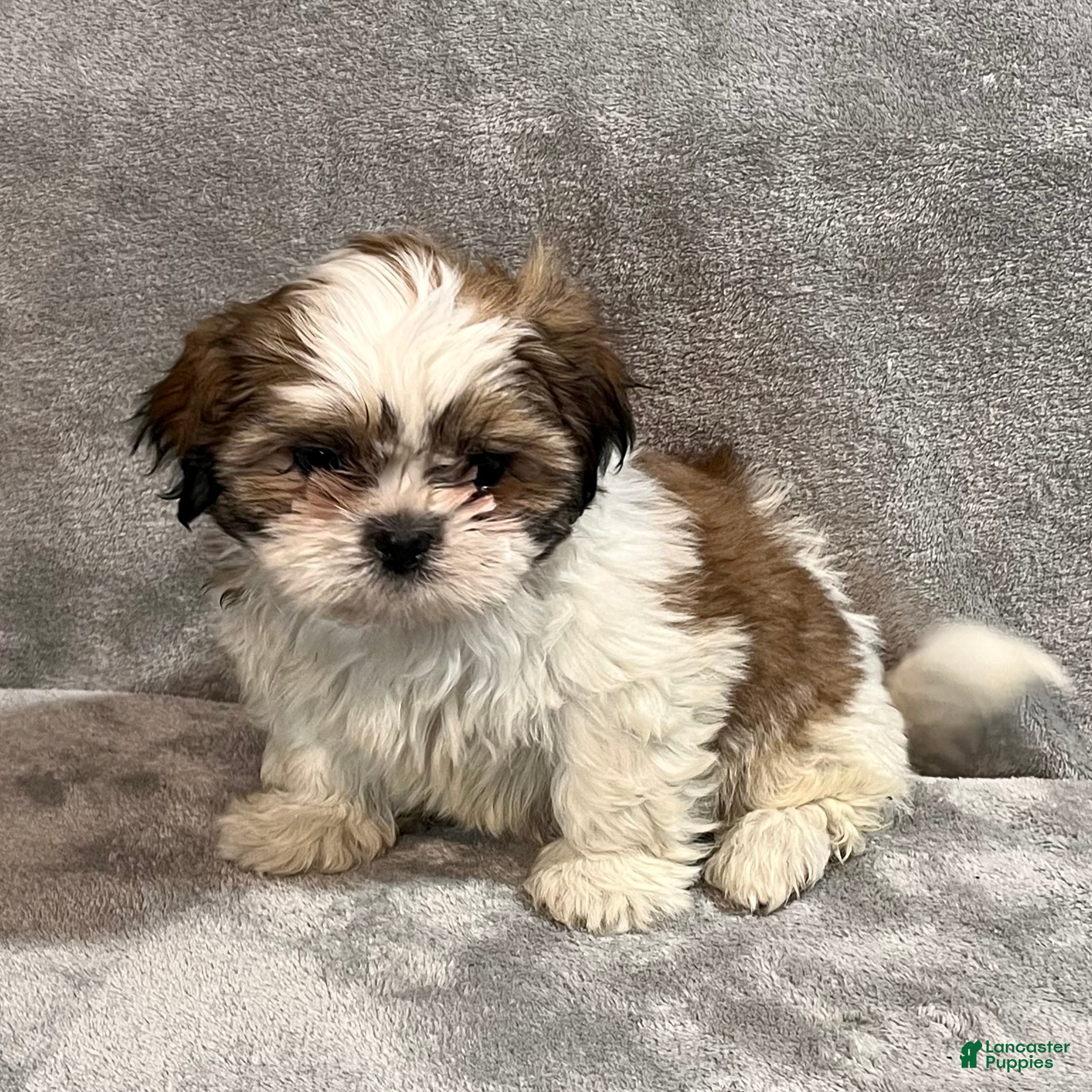 Shih Tzu dogs Hamlet - Ad 31