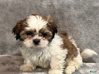Shih Tzu dogs Hamlet - Ad 11