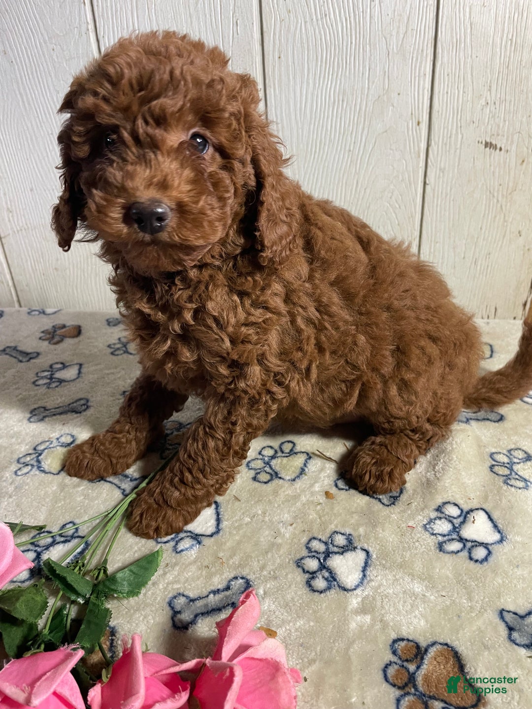 Mini Goldendoodle dogs for sale: Mitzy - Ad 4