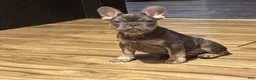 French Bulldog dogs for sale: Bubba  - Ad 6