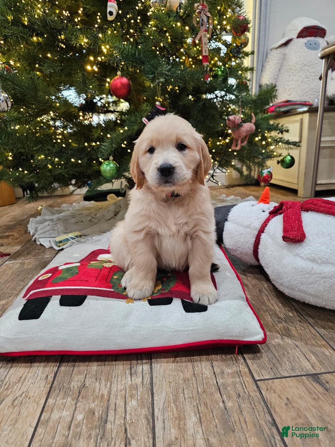 Golden Retriever dogs for sale: Golden Retriever Puppy 6 - Ad 2