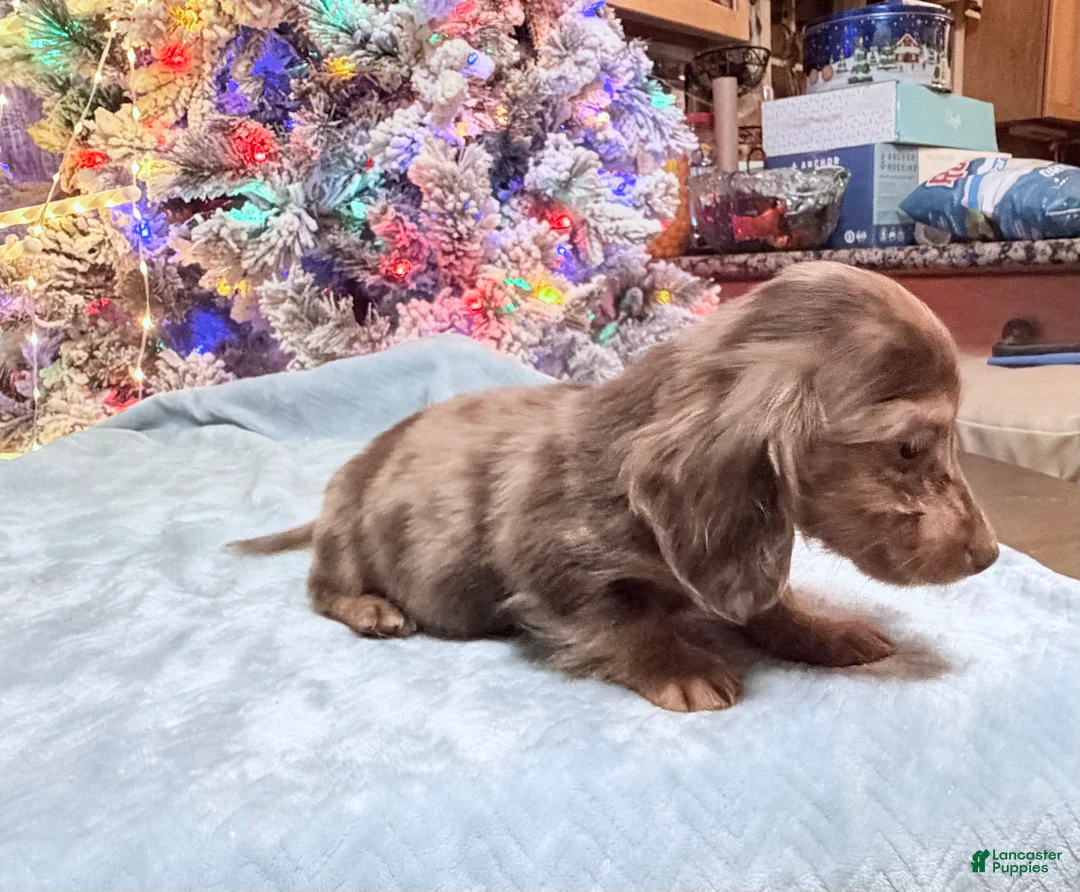 Miniature Dachshund dogs for sale: AKC Russian pra clear - Ad 92