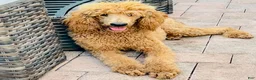 Standard Poodle dogs for sale: Indy - Ad 2