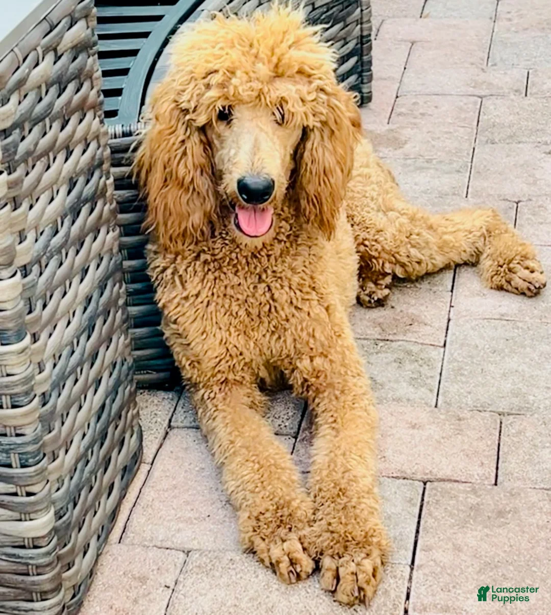 Standard Poodle dogs for sale: Indy - Ad 2